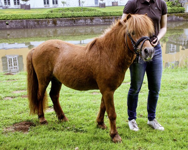 Stallone da monta Lambertino von Bovert (Dt.Part-bred Shetland Pony, 1997, di Lamberto v. Uda)