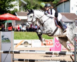 jumper Happy Silverstar (Old Austrian Warmblood, 2010, from Solist)