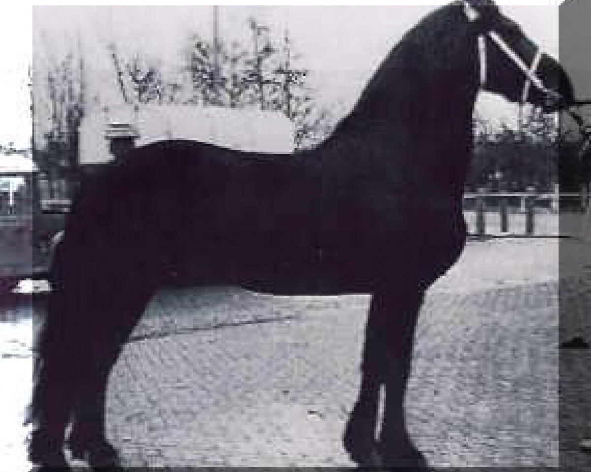 Deckhengst Bjinse 241 (Friese, 1970, von Gerke 220)