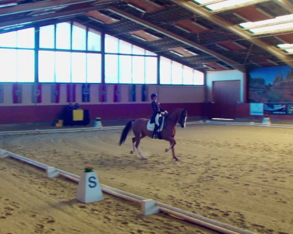 Dressurturnier Weikersdorf am Steinfelde 2022