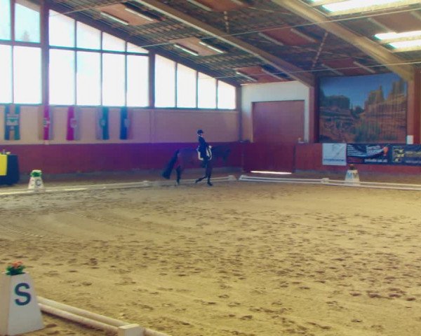 Dressurturnier Weikersdorf am Steinfelde 2022