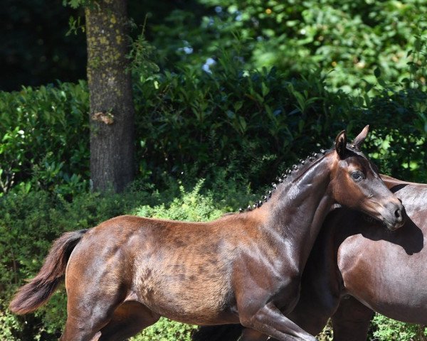 broodmare Hohensteins Morena (Oldenburg, 2021, from Moreno)