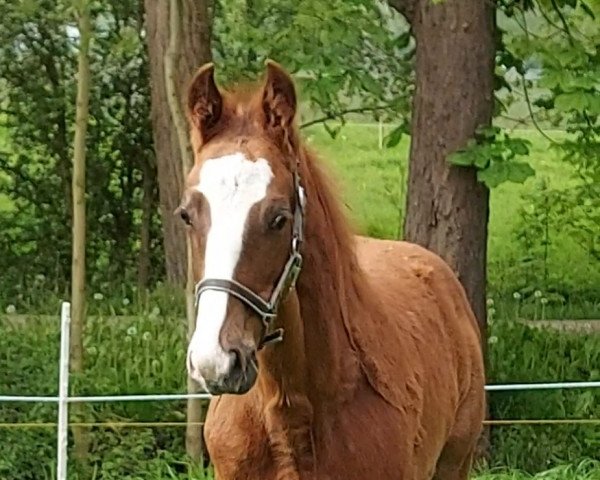 horse L-Plus Pleasure (Oldenburg show jumper, 2021, from Like Pleasure)