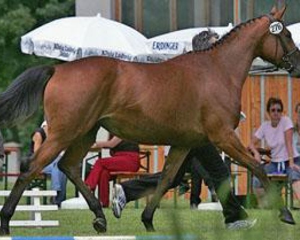 broodmare Miss Guzzi (Trakehner, 2003, from Guzzi)