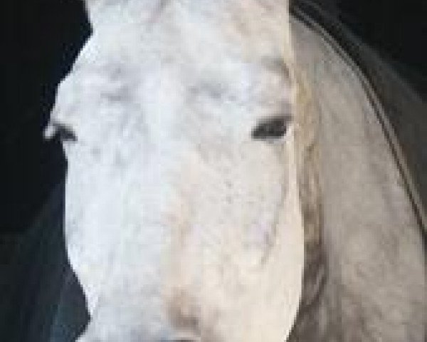 horse Le Blanc 4 (Trakehner, 1997, from Polarpunkt)