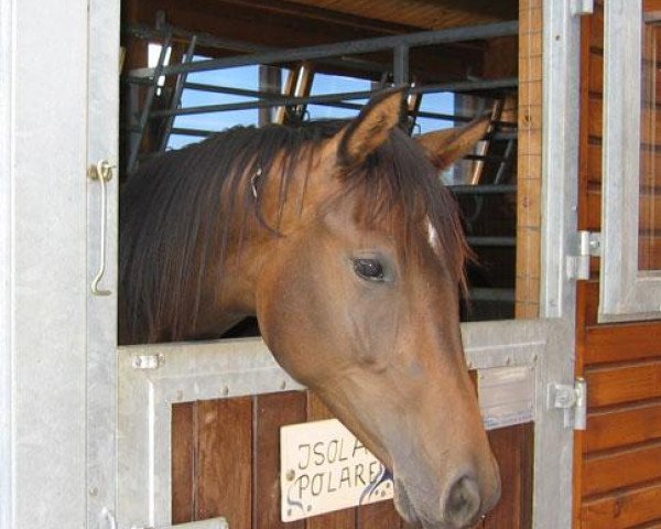 dressage horse Isola Polare (Trakehner, 2005, from Polarpunkt) dressage horse Isola Polare (Trakehner, 2005, from Polarpunkt)
