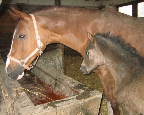 broodmare Kornspiel (Trakehner, 1998, from Markzauber)