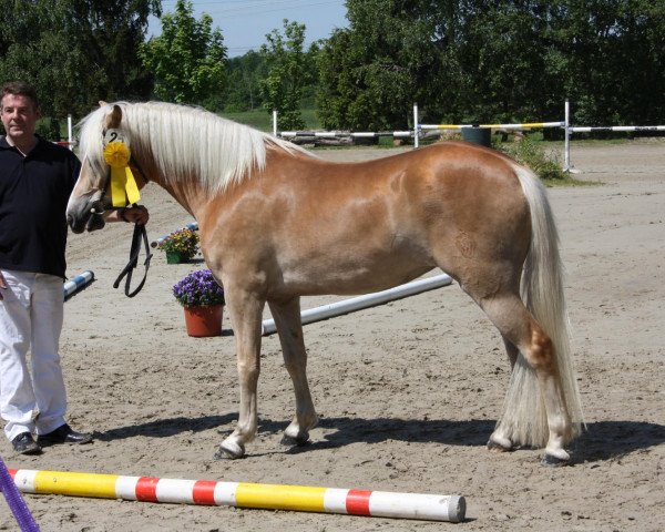 broodmare Wolke (Haflinger, 2010, from Wunderknabe)