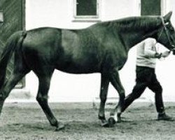 broodmare Grete (Trakehner, 1955, from Abendstern 3972)