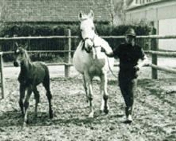 broodmare Kortina (Trakehner, 1956, from Famulus)
