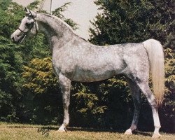 stallion Ruminaja Ali 1976 ox (Arabian purebred, 1976, from Shaikh Al Badi 1969 ox)
