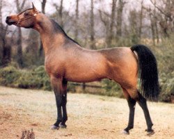 stallion Anaza El Farid ox (Arabian purebred, 1988, from Ruminaja Ali 1976 ox)