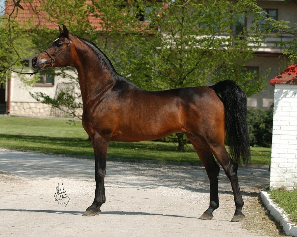 stallion Gazal Al Shaqab ox (Arabian purebred, 1995, from Anaza El Farid ox)
