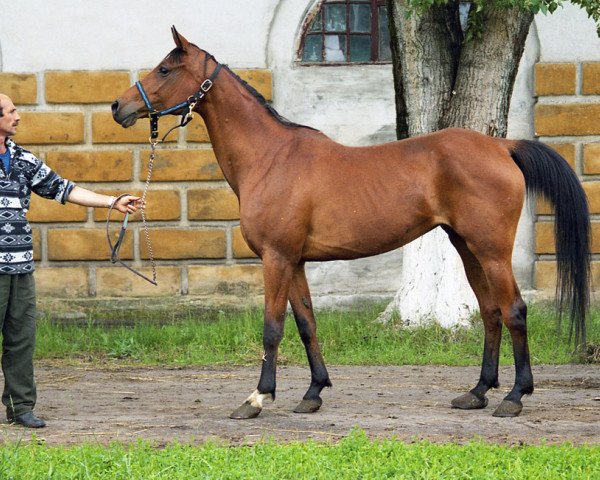 broodmare Assa 1990 ox (Arabian purebred, 1990, from Strij 1977 ox)