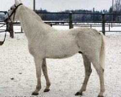 stallion Muzykant 1974 ox (Arabian purebred, 1974, from Naslednik 1961 ox)