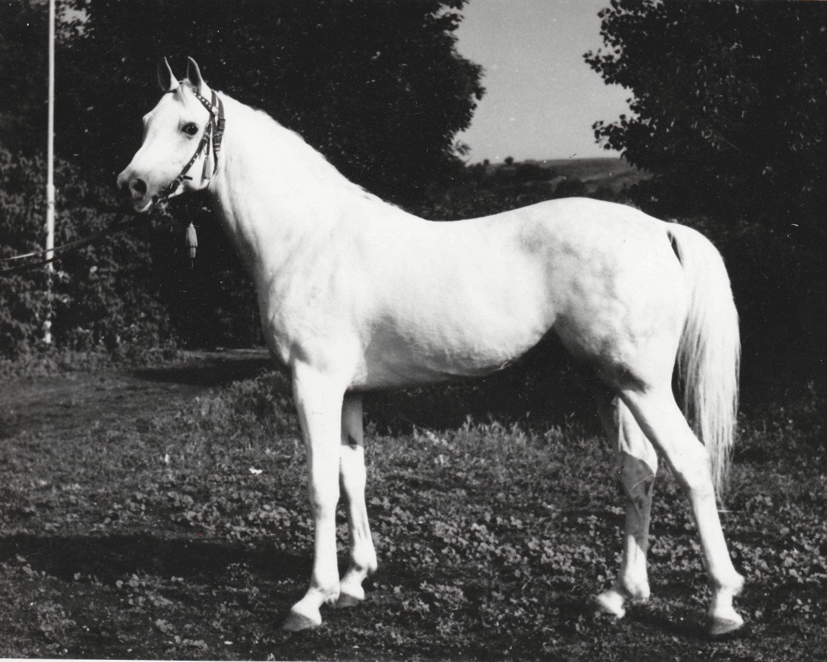 Stallion Naslednik 1961 ox (Purebred Arabian, 1961, from Nil 1954 EAO)