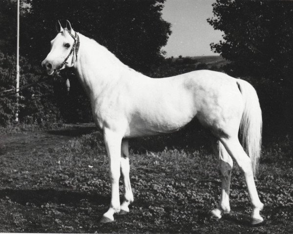 stallion Naslednik 1961 ox (Arabian purebred, 1961, from Nil 1954 EAO)
