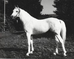 stallion Naslednik 1961 ox (Arabian purebred, 1961, from Nil 1954 EAO)