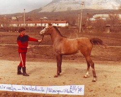 broodmare Mirnaia 1978 ox (Arabian purebred, 1978, from Naslednik 1961 ox)