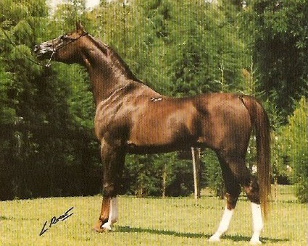 stallion Pesennik ox (Arabian purebred,  , from Kumir 1973 ox)
