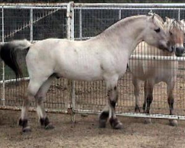 stallion Brok (Fjord Horse, 2002, from Fair Acres Sven II) stallion Brok (Fjord Horse, 2002, from Fair Acres Sven II)