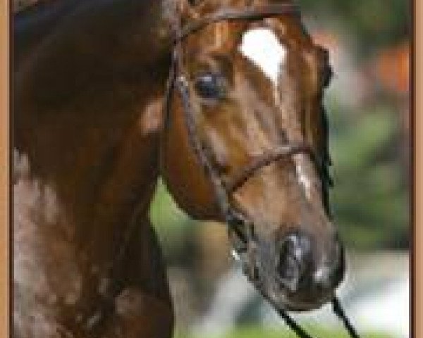 stallion Glenn Livit F (Trakehner, 1996, from Polarpunkt)