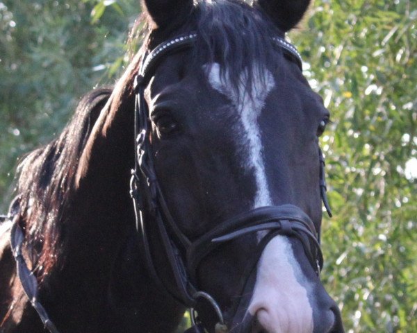 horse Yunis (Westphalian, 1996, from Ramiro's Son I)