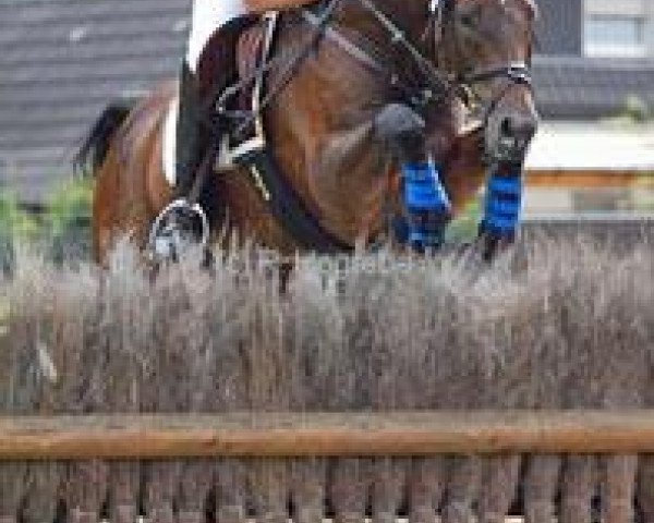 horse Limor-L (Trakehner, 1998, from Baluster)