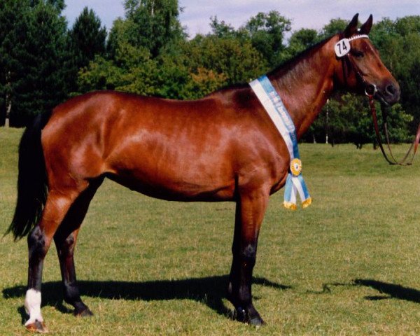 broodmare Lillemor (Trakehner, 1979, from Cornelius) broodmare Lillemor (Trakehner, 1979, from Cornelius)