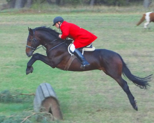 stallion Rohan (Anglo-Arabs,  , from Romantico)