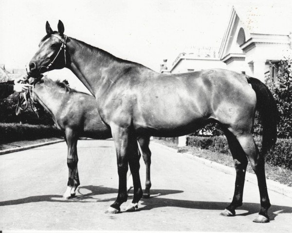 broodmare Platina ox (Arabian purebred, 1950, from Priboj 1944 ox)