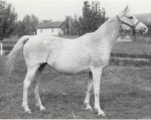 broodmare Panel 1960 ox (Arabian purebred, 1960, from Nil 1954 EAO)
