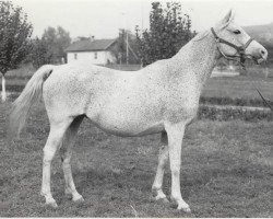 broodmare Panel 1960 ox (Arabian purebred, 1960, from Nil 1954 EAO)