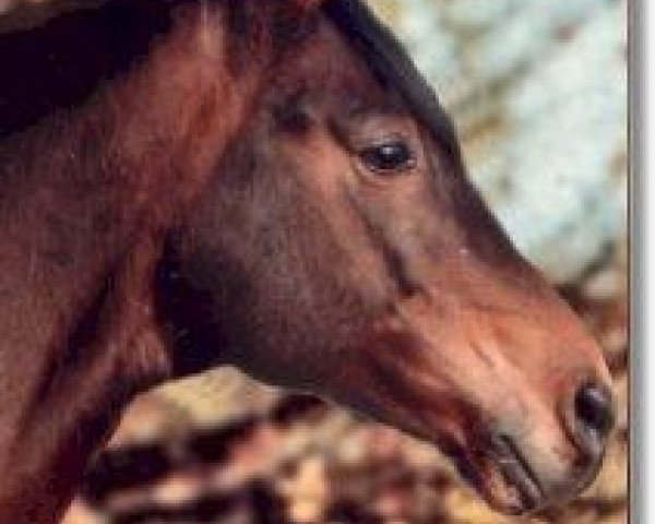 stallion Remember (Trakehner, 1972, from Schwarm)
