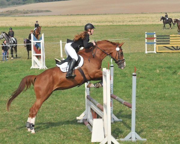 broodmare Shila 153 (German Sport Horse, 2005, from Careras)