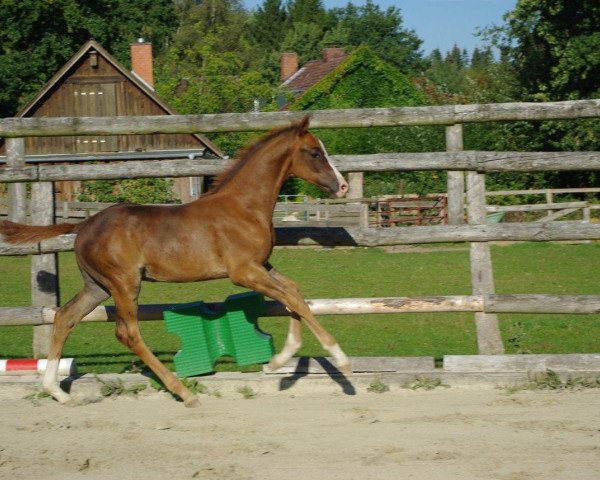 horse El Rouge (Trakehner, 2009, from Le Rouge 7)