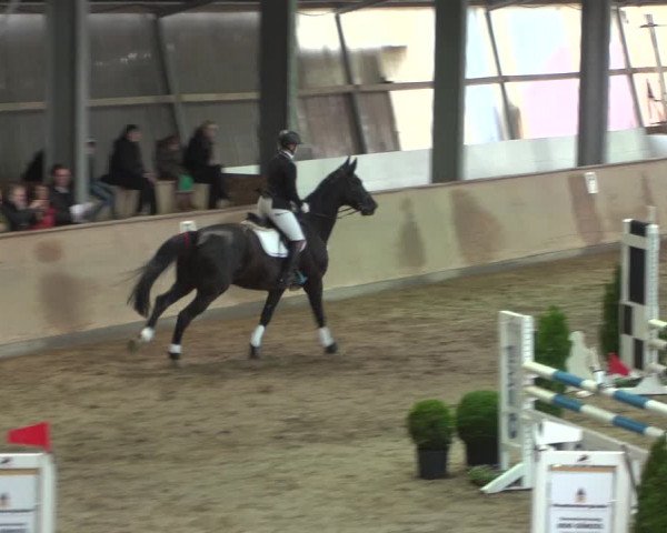 Reitturnier Bonn - Gut Ettenhausen 2017