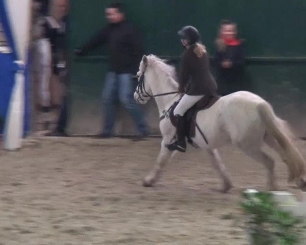 Spring-Pferde-Festival Lathen 2015