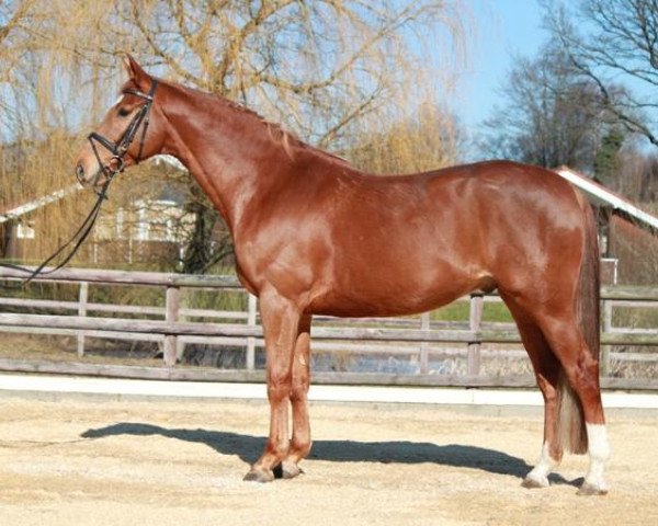 dressage horse Tarantino (Trakehner, 2005, from Hoftänzer) dressage horse Tarantino (Trakehner, 2005, from Hoftänzer)