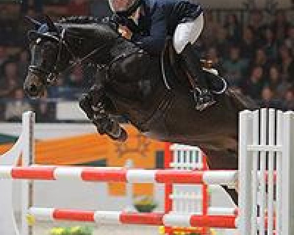 jumper Herzgold 4 (Trakehner, 2002, from Gipsy King)