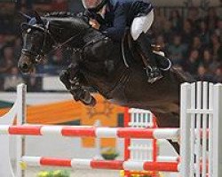 jumper Herzgold 4 (Trakehner, 2002, from Gipsy King)