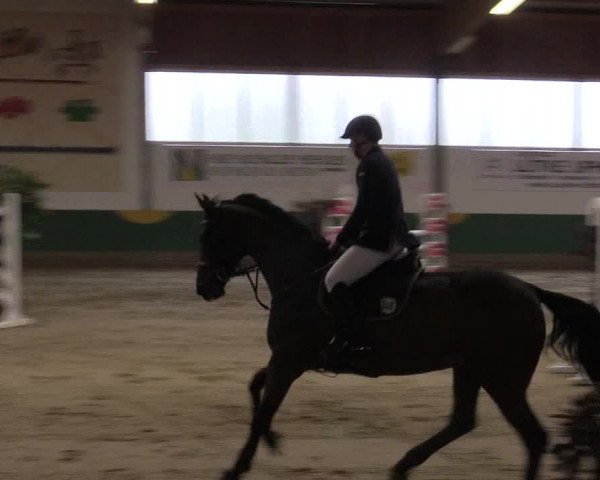 Reitturnier Warendorf-Freckenhorst 2016