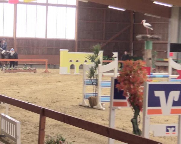 Reitturnier Warendorf-Freckenhorst 2016