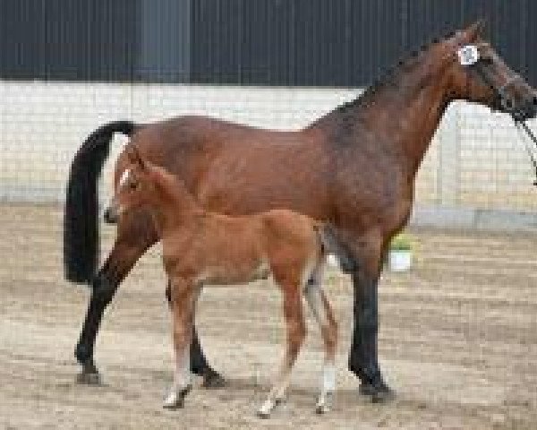 horse Arvendo (Holsteiner, 2004, from Almoretto)