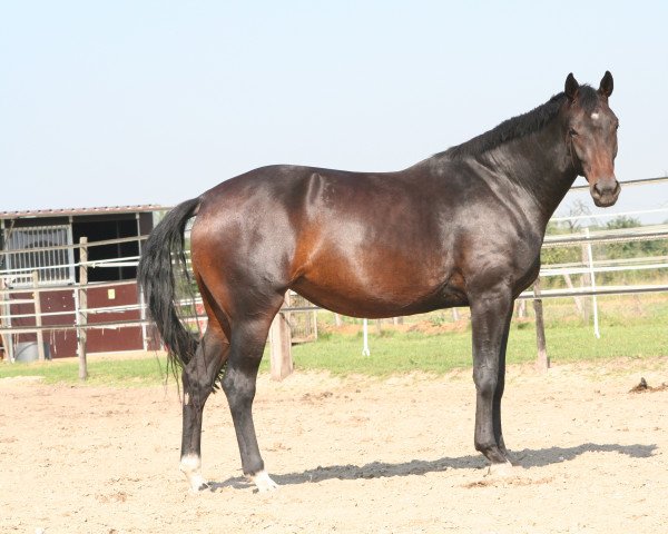 broodmare Donja Gracia (Hanoverian, 2003, from Dr Doolittle 45)