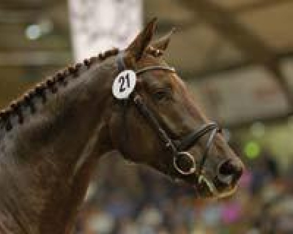 Dressurpferd All Inclusive (Trakehner, 2007, von Gribaldi)
