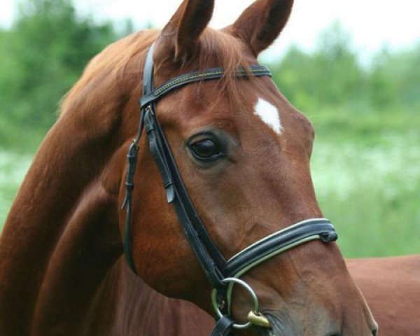 horse Westlife (Bavarian, 1996, from Weinschwärmer)