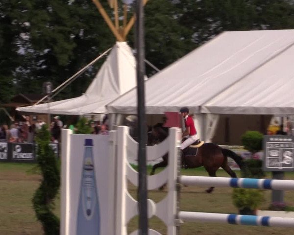FEI Reitturnier Steinhagen (GER) 2016