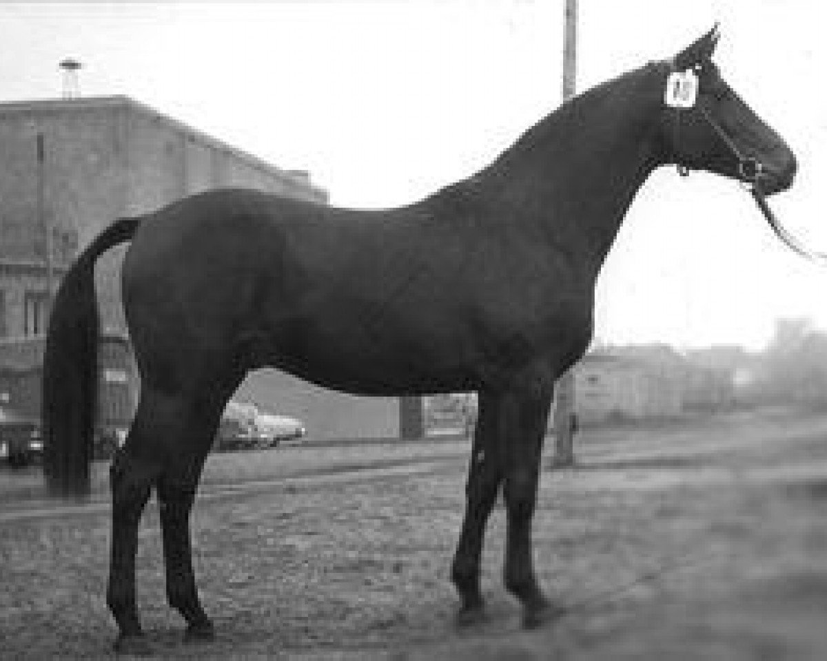 stallion Schabernack (Trakehner, 1962, from Schöner Abend)