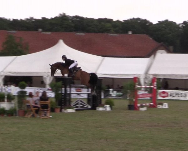 FEI Reitturnier Steinhagen (GER) 2016